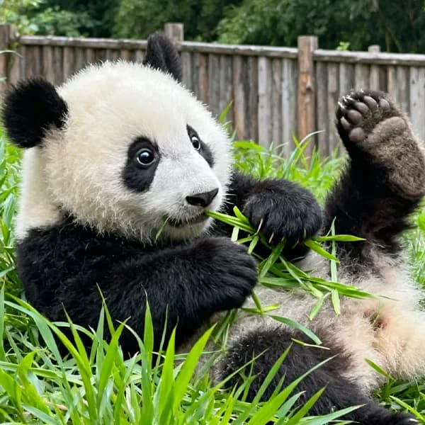 Giant Panda Research Base