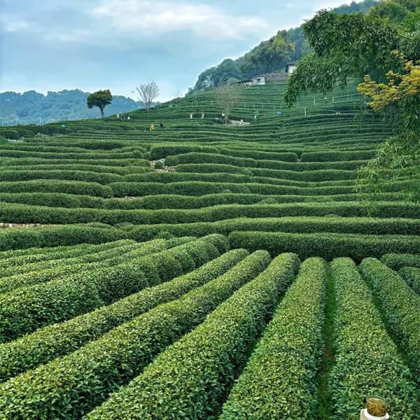Longjing Tea Village