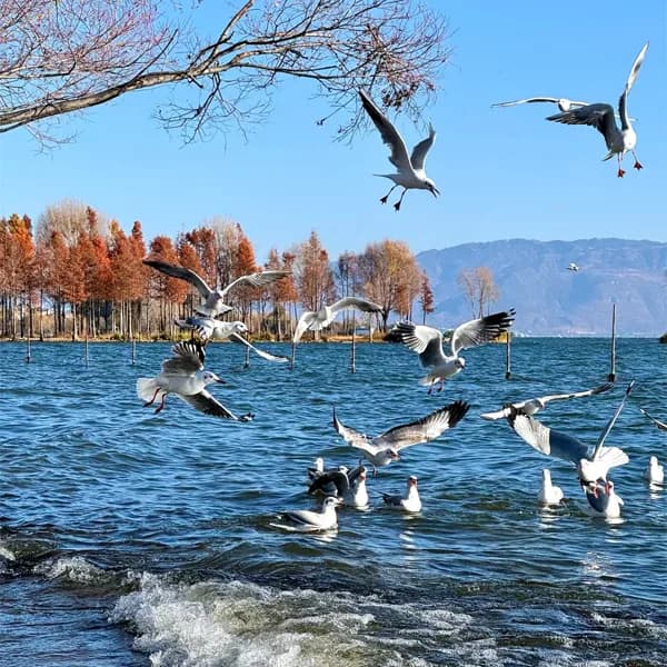 Erhai Lake Tour in Dali - Xizhou Private Day Trip 2