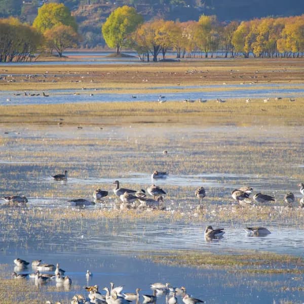 Baisha Ancient Town Tour from Lijiang to Lashihai 5