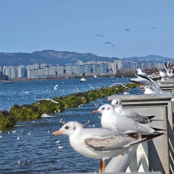 Kunming Stone Forest Tour & Dianchi Lake Private Car 4