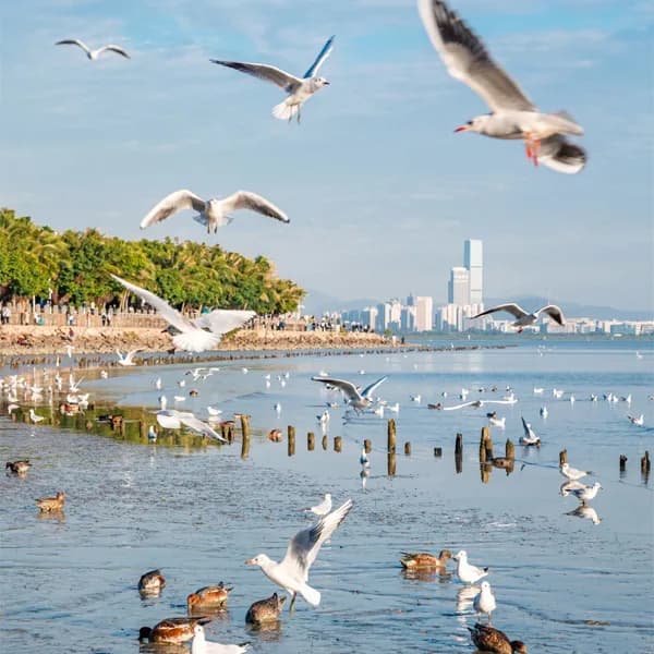 Shenzhen City Highlights Tour - Private Full-Day Trip 5