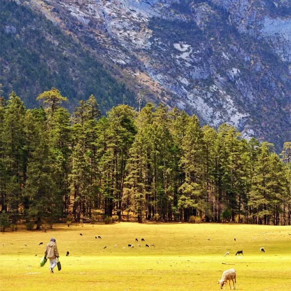 Yulong Snow Mountain Tour from Lijiang by Private Car 5