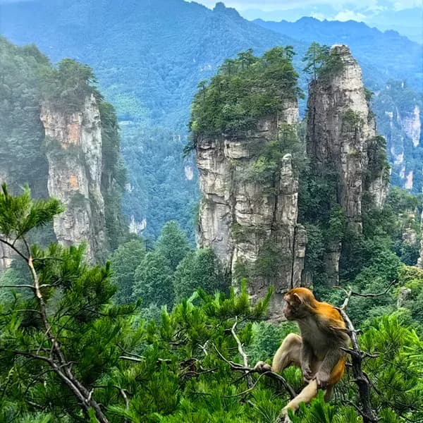 Zhangjiajie Grand Canyon Tour with Golden Whip Stream 5