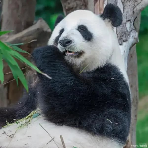 Wolong Nature Reserve Tour from Chengdu 2