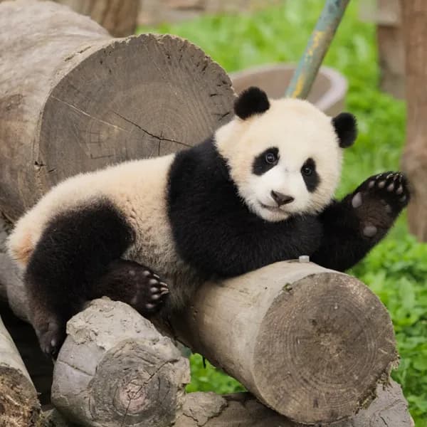 Wolong Nature Reserve Tour from Chengdu 3