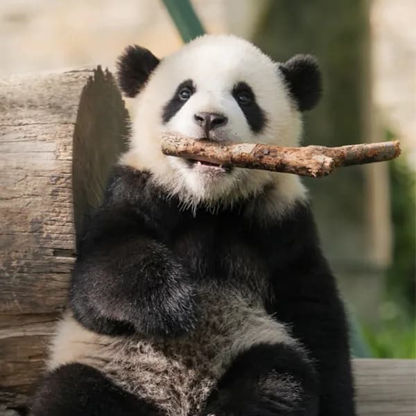 Wolong Nature Reserve Tour from Chengdu 4