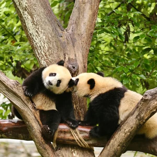 Wolong Nature Reserve Tour from Chengdu 5