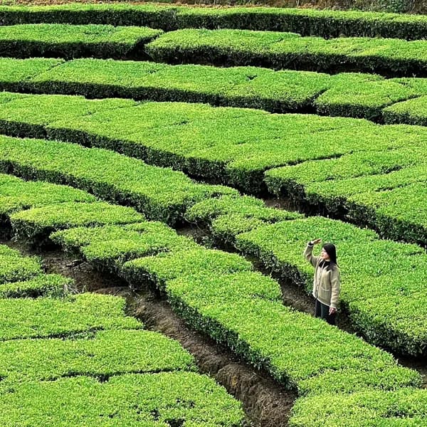 Xiamen Anxi Tea Garden Tour to Huqiu Hong’en Rock 2
