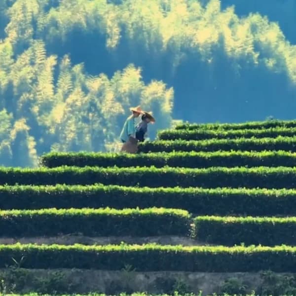 Xiamen Anxi Tea Garden Tour to Huqiu Hong’en Rock 3