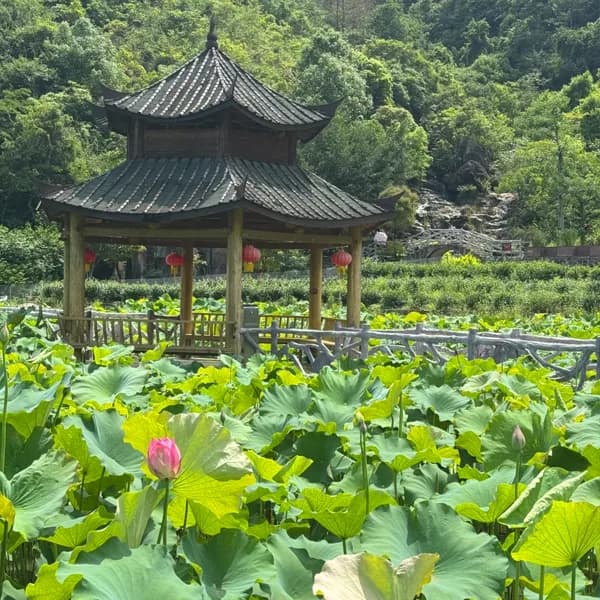 Xiamen Anxi Tea Garden Tour to Huqiu Hong’en Rock 4