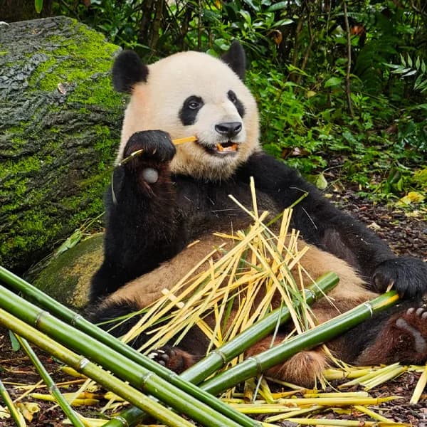 Dujiangyan Panda Valley Tour from Chengdu 3
