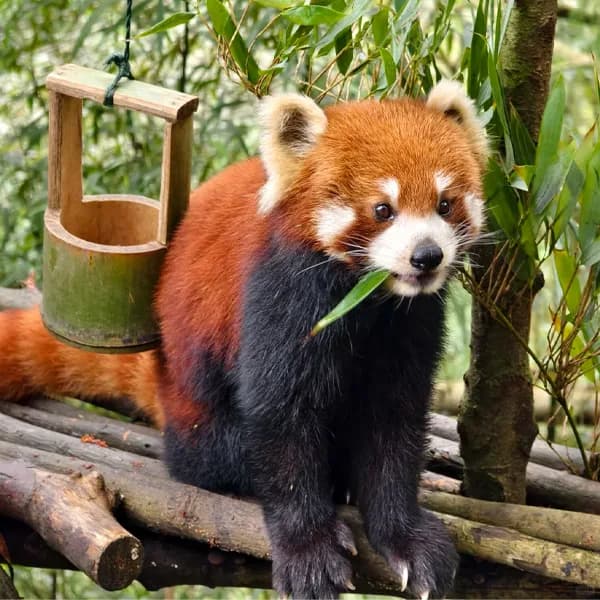 Dujiangyan Panda Valley Tour from Chengdu 5