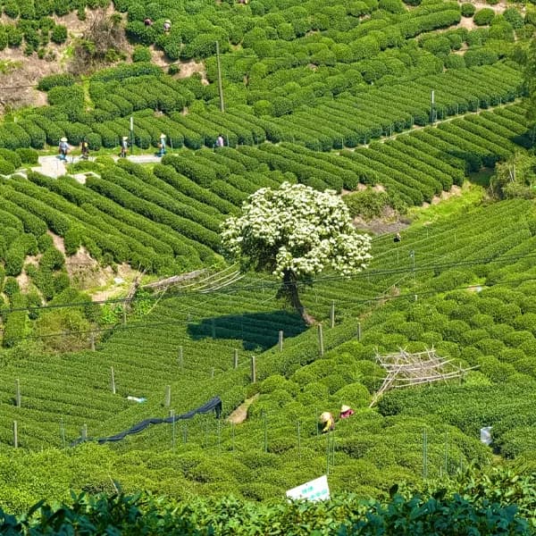 Hangzhou West Lake Tour - Tea Village & Temple Day 3