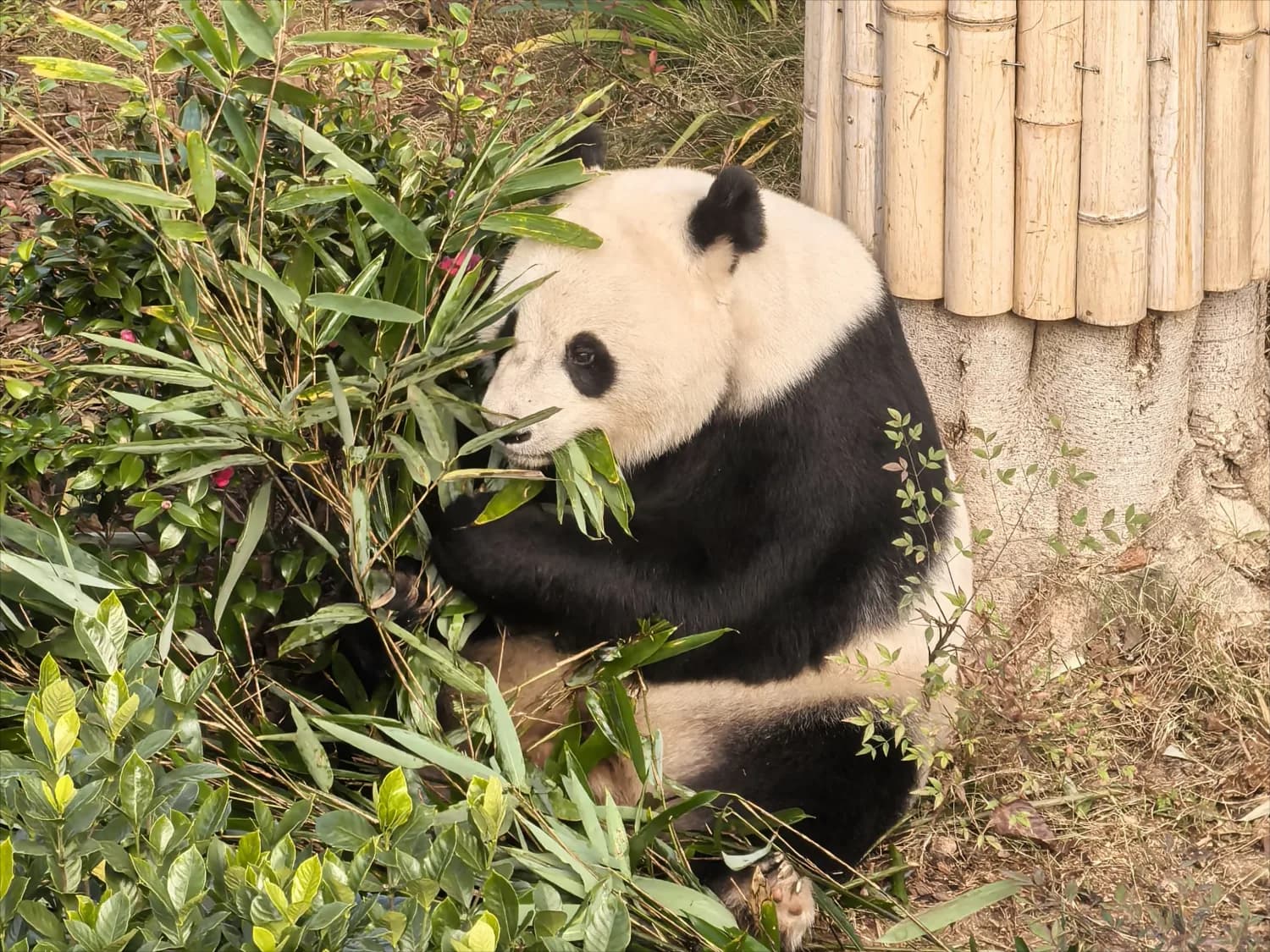 4-Day Chengdu Dujiangyan Private Car Charter with Driver 4